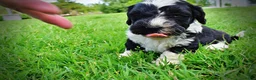 Havapoo dogs for sale: Savvy - Ad 18