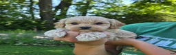 Cavapoo dogs for sale: Oliver - Ad 4