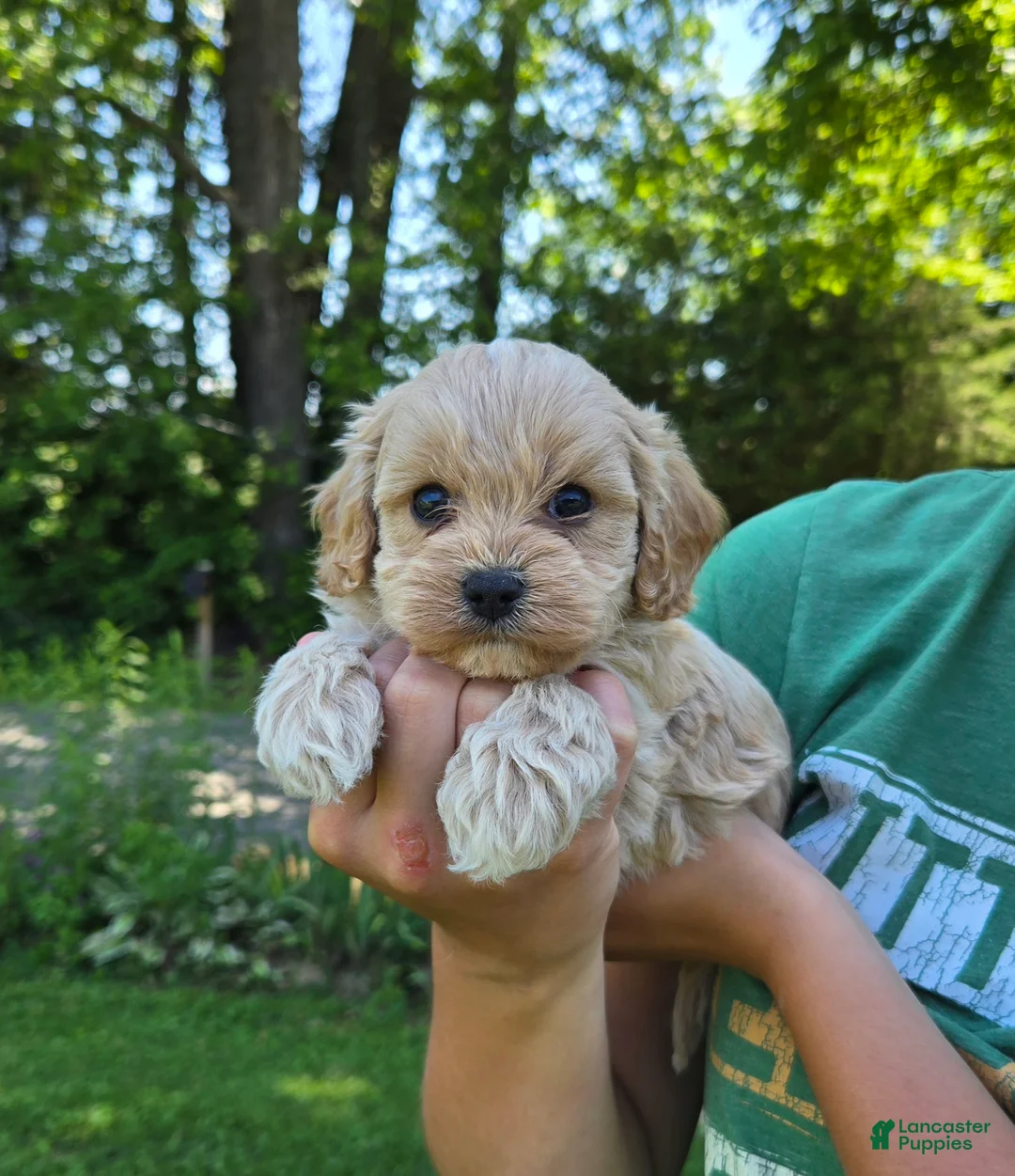Cavapoo dogs for sale: Oliver - Ad 4