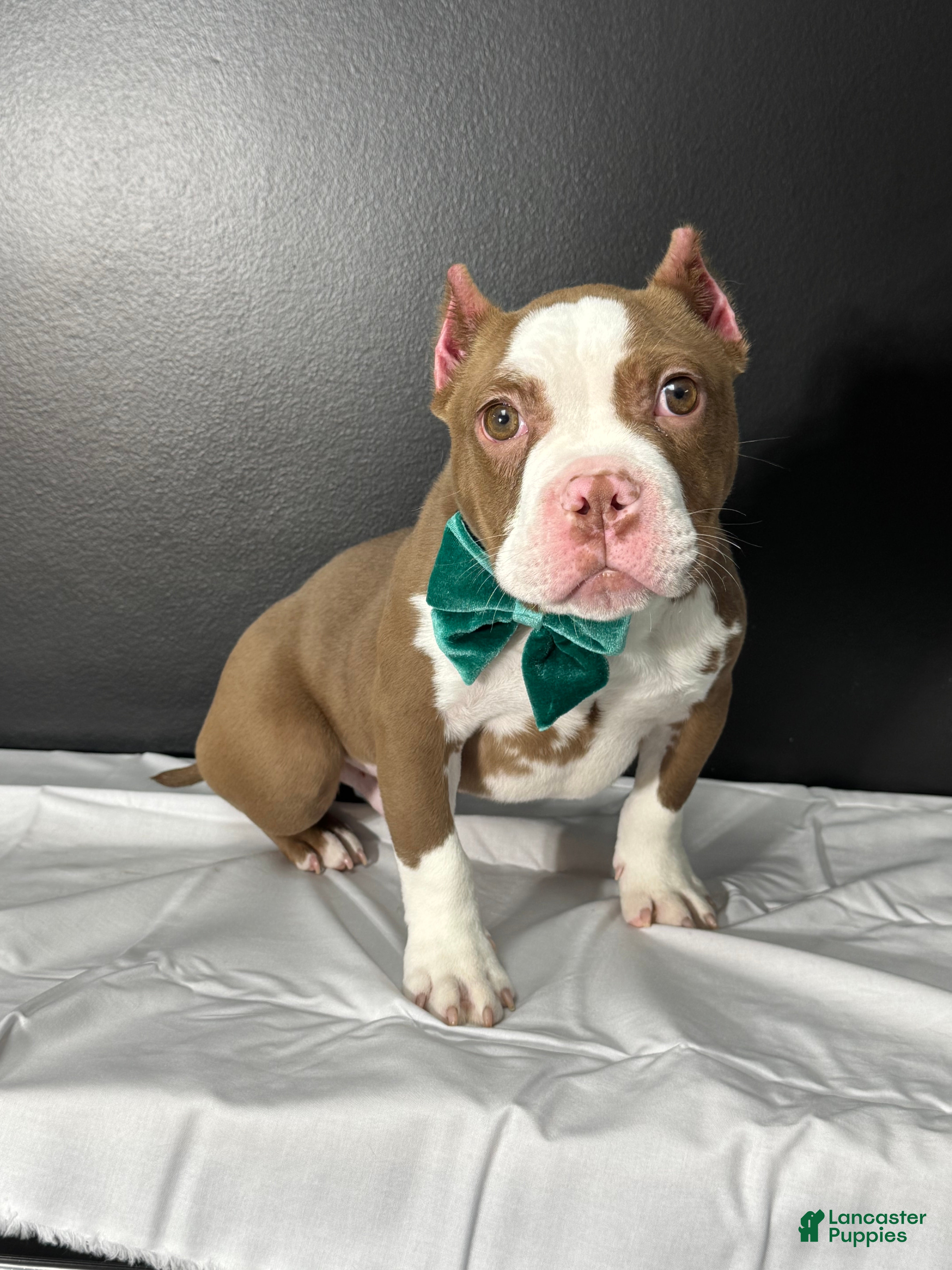 American Bully dogs Resse  - Ad 39