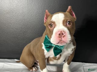 American Bully dogs Resse - Ad 36