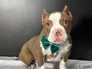 American Bully dogs Resse - Ad 21