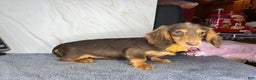Miniature Dachshund dogs for sale: Import champion blood - Ad 5