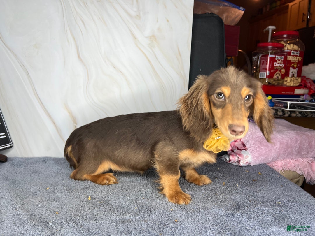 Miniature Dachshund dogs for sale: Import champion blood - Ad 5