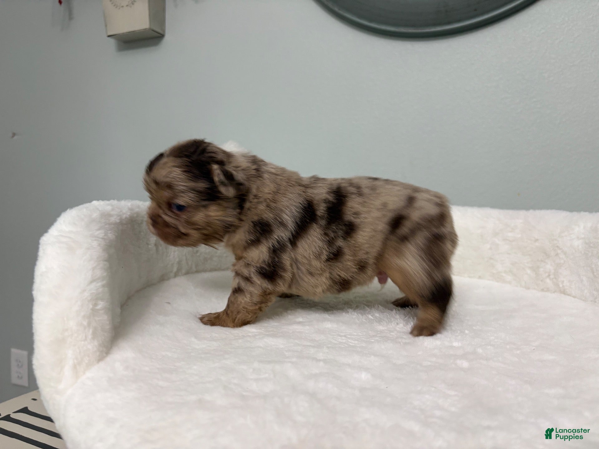 French Bulldog dogs for sale: French Bulldog 1 - Ad 2