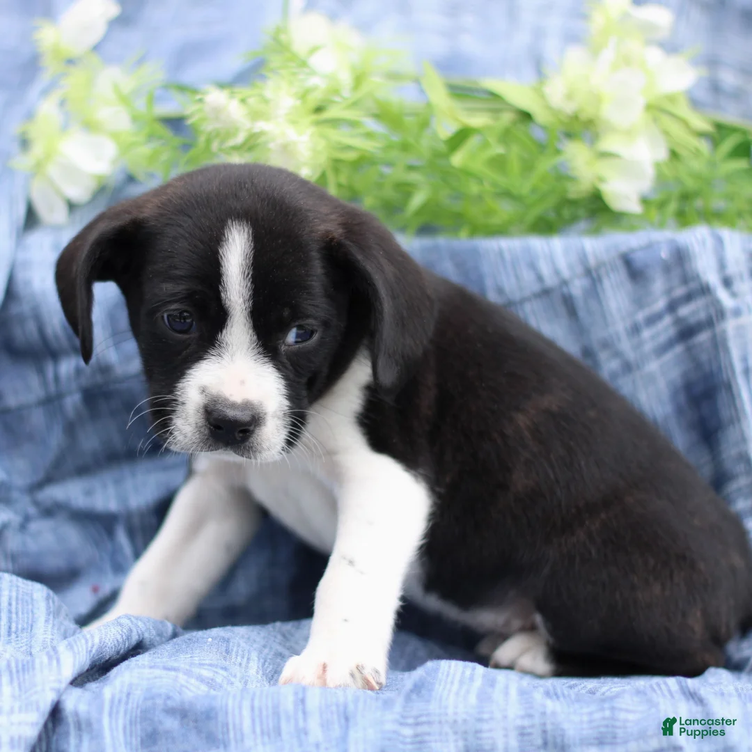 Mixed Breed dogs for sale: Kody  - Ad 1