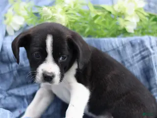 Mixed Breed dogs for sale: Kody - Ad 3