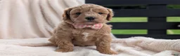 Mini Goldendoodle dogs for sale: Lucy - Ad 10