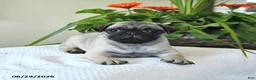 Pug dogs for sale: Tina - Ad 5