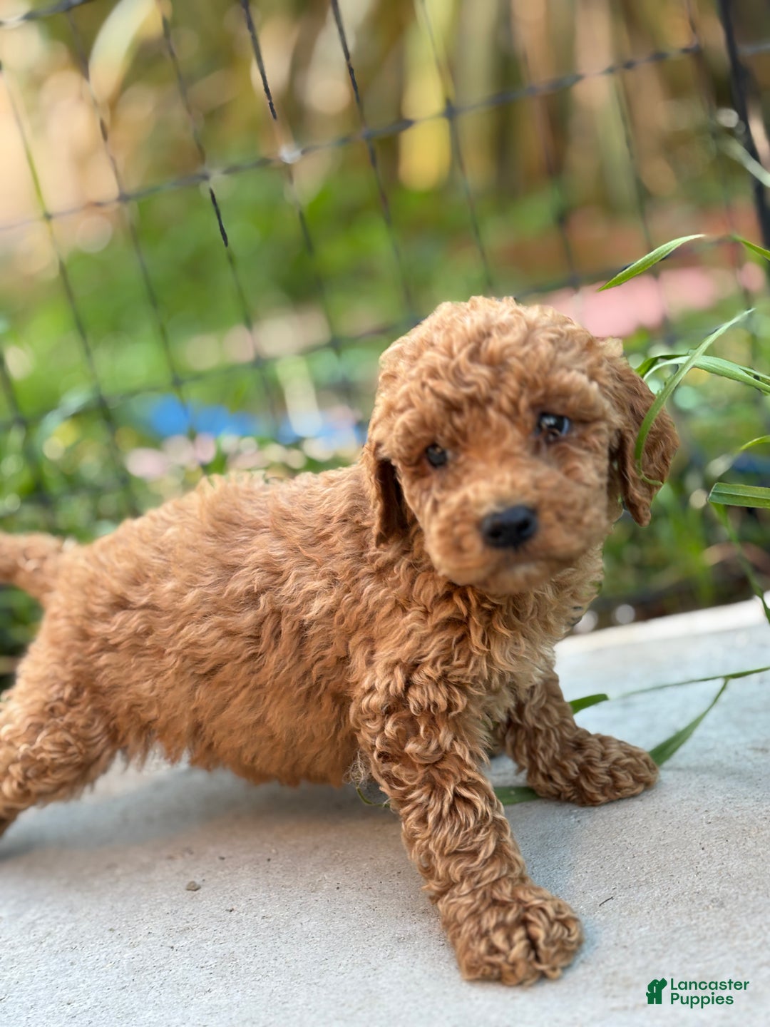 Standard Poodle dogs for sale: Eden - Ad 5