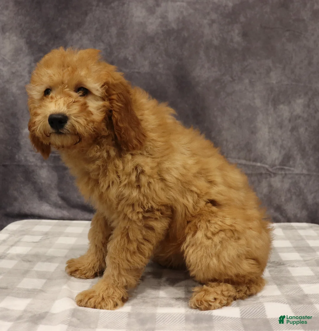 Mini Goldendoodle dogs for sale: Molly - Ad 5