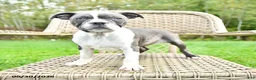Boston Terrier dogs for sale: Gracie - Ad 3