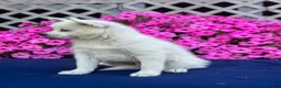 Pomsky dogs for sale: Sierra  - Ad 7