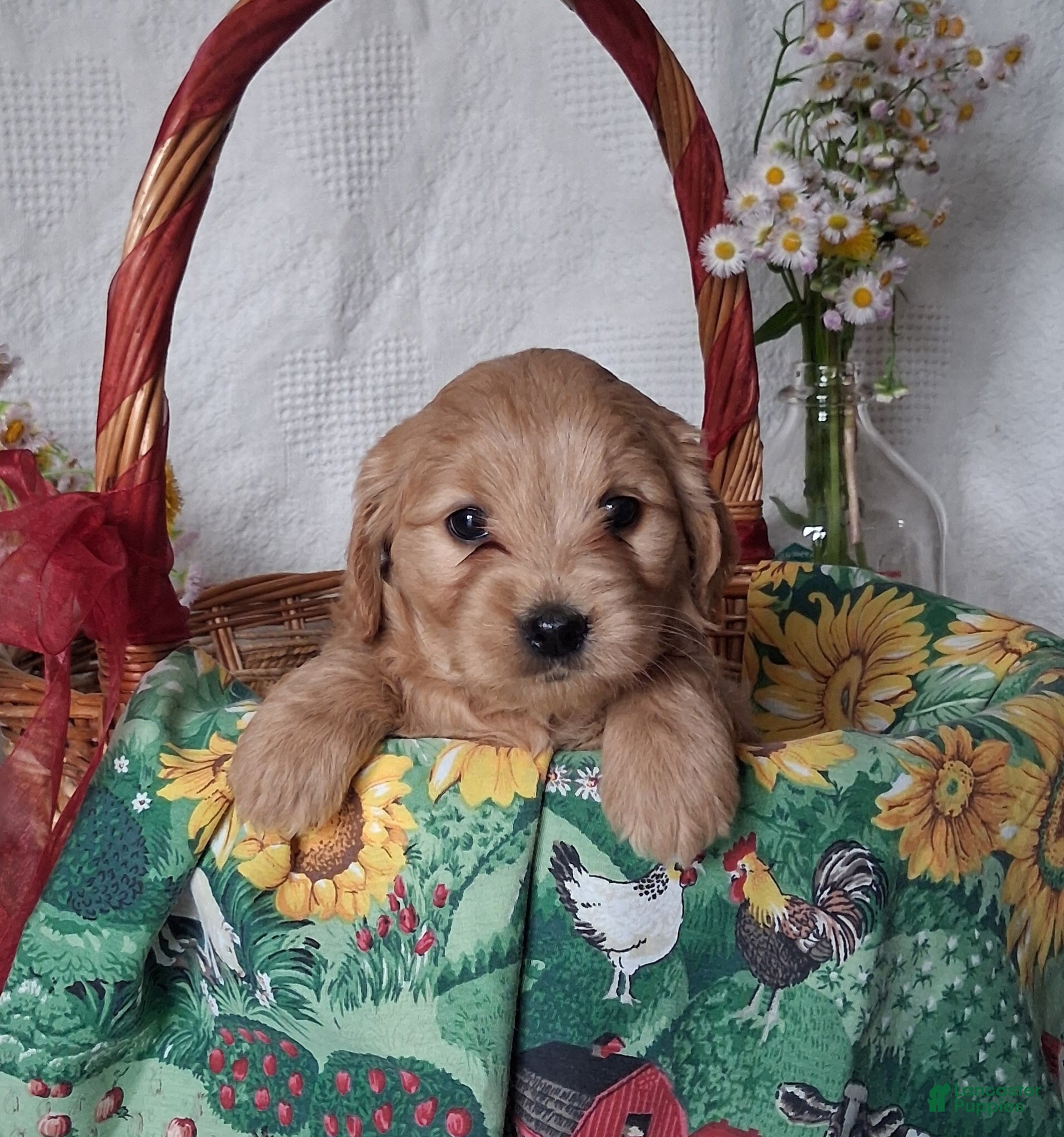 Mini Goldendoodle dogs Mini Goldendoodle, Celia - Ad 1