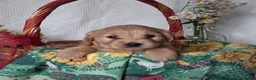 Mini Goldendoodle dogs for sale: Mini Goldendoodle, Celia - Ad 1