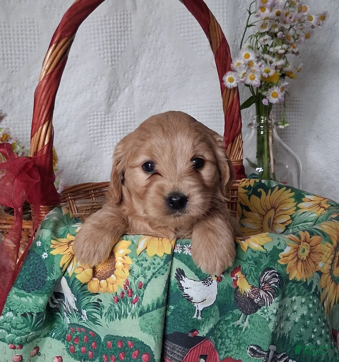 Mini Goldendoodle dogs for sale: Mini Goldendoodle, Celia - Ad 1