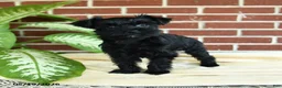 Yorkshire Terrier dogs for sale: Raven - Ad 5