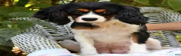 Cavalier King Charles Spaniel dogs for sale: Susie - Ad 6
