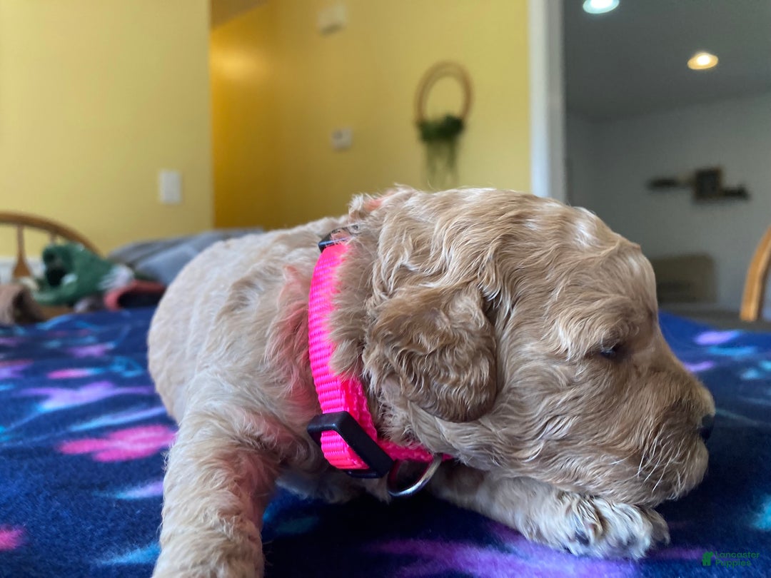 Labradoodle dogs for sale: Gracie - Ad 2