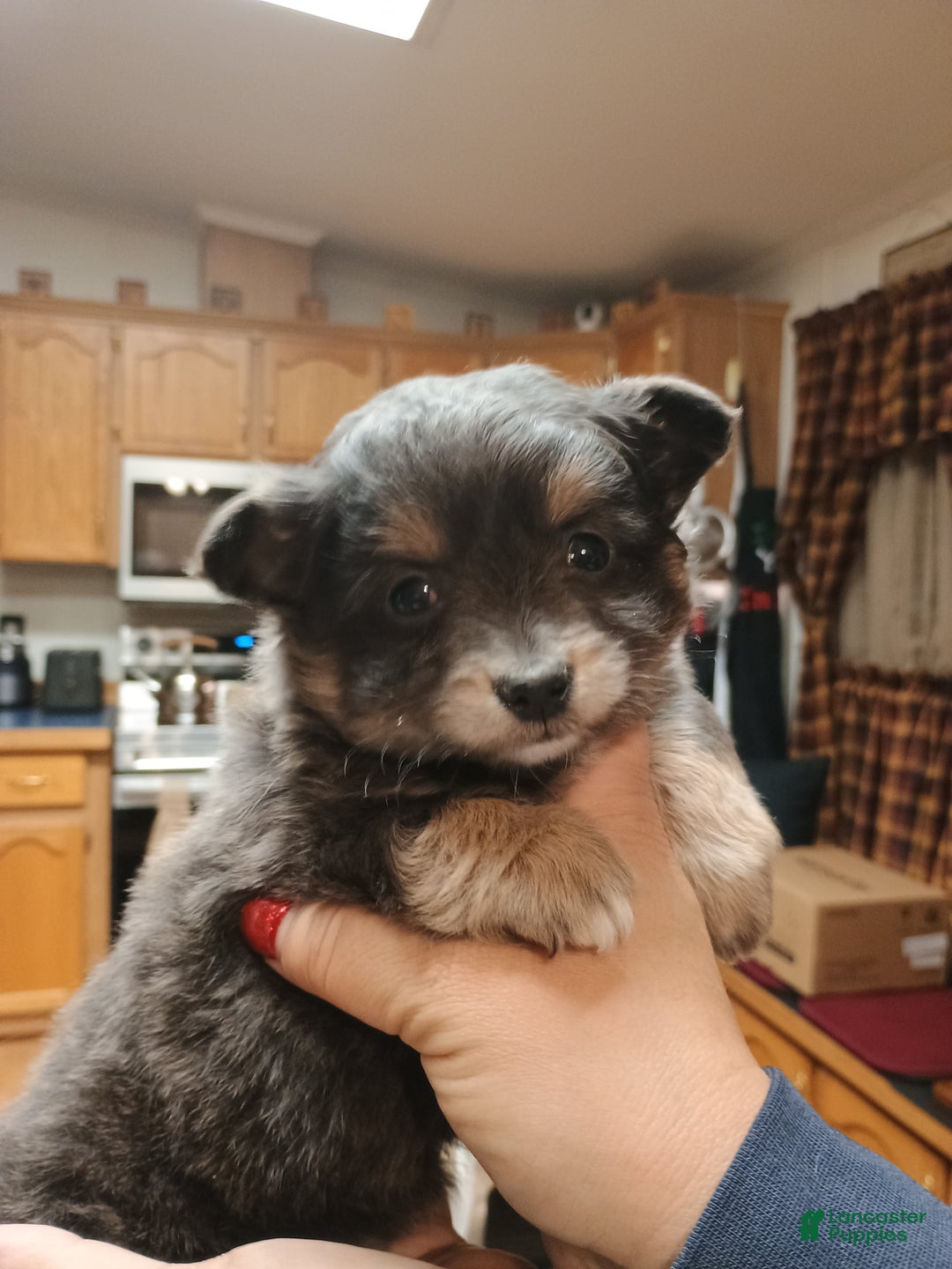 Chihuahua dogs for sale: Gizmo blue toy - Ad 1