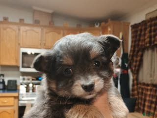 Chihuahua dogs Gizmo blue toy - Ad 5