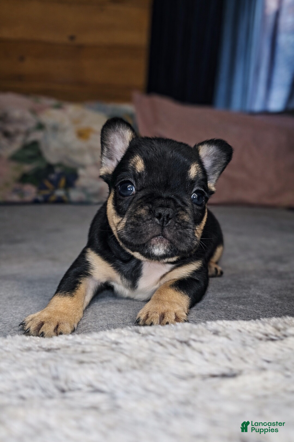 French Bulldog dogs Rolo - Ad 1
