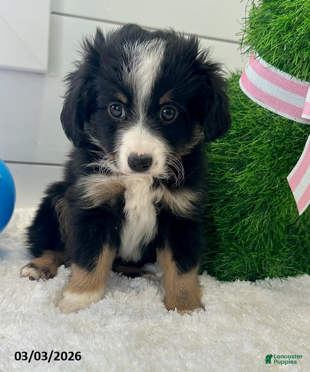 Miniature Australian Shepherd dogs Duke - Ad 2