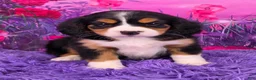 Miniature Bernese Mountain Dog dogs for sale: Macy - Ad 1