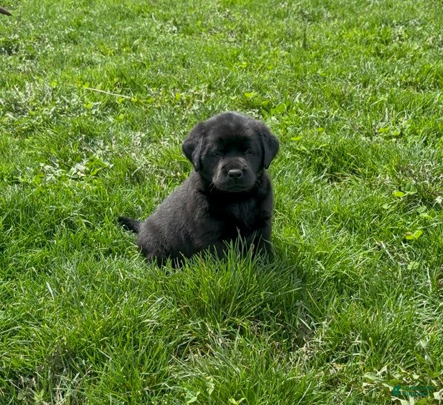 Labrador Retriever dogs Black female - Ad 1