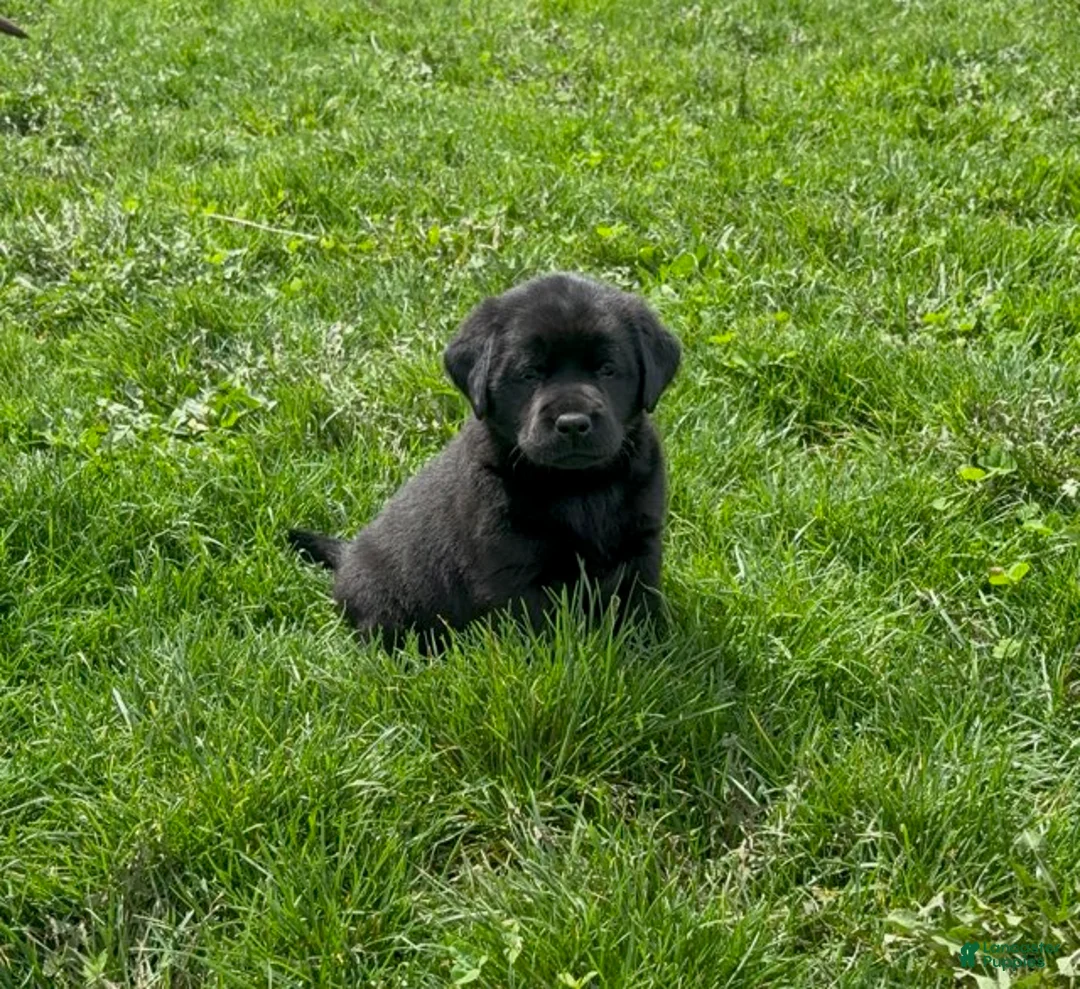 Labrador Retriever dogs for sale: Black female - Ad 1