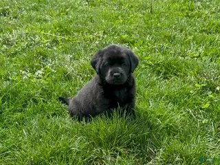 Labrador Retriever dogs for sale: Black female - Ad 2