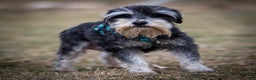 Miniature Schnauzer dogs for sale: Parker - Ad 3