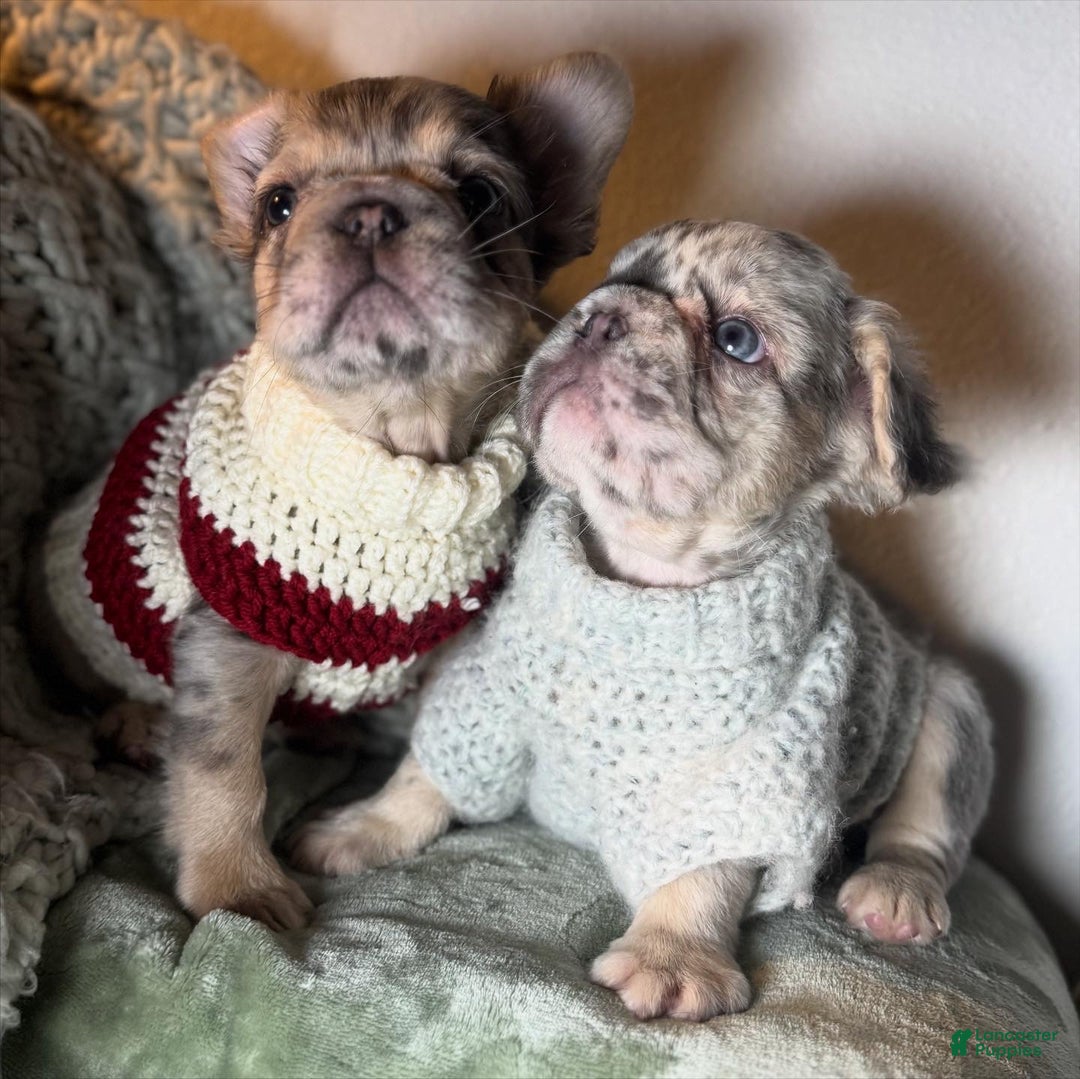 French Bulldog dogs for sale: Lilac tan fluffy french bulldog  - Ad 25