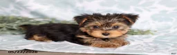 Yorkshire Terrier dogs for sale: Mitzi - Ad 3