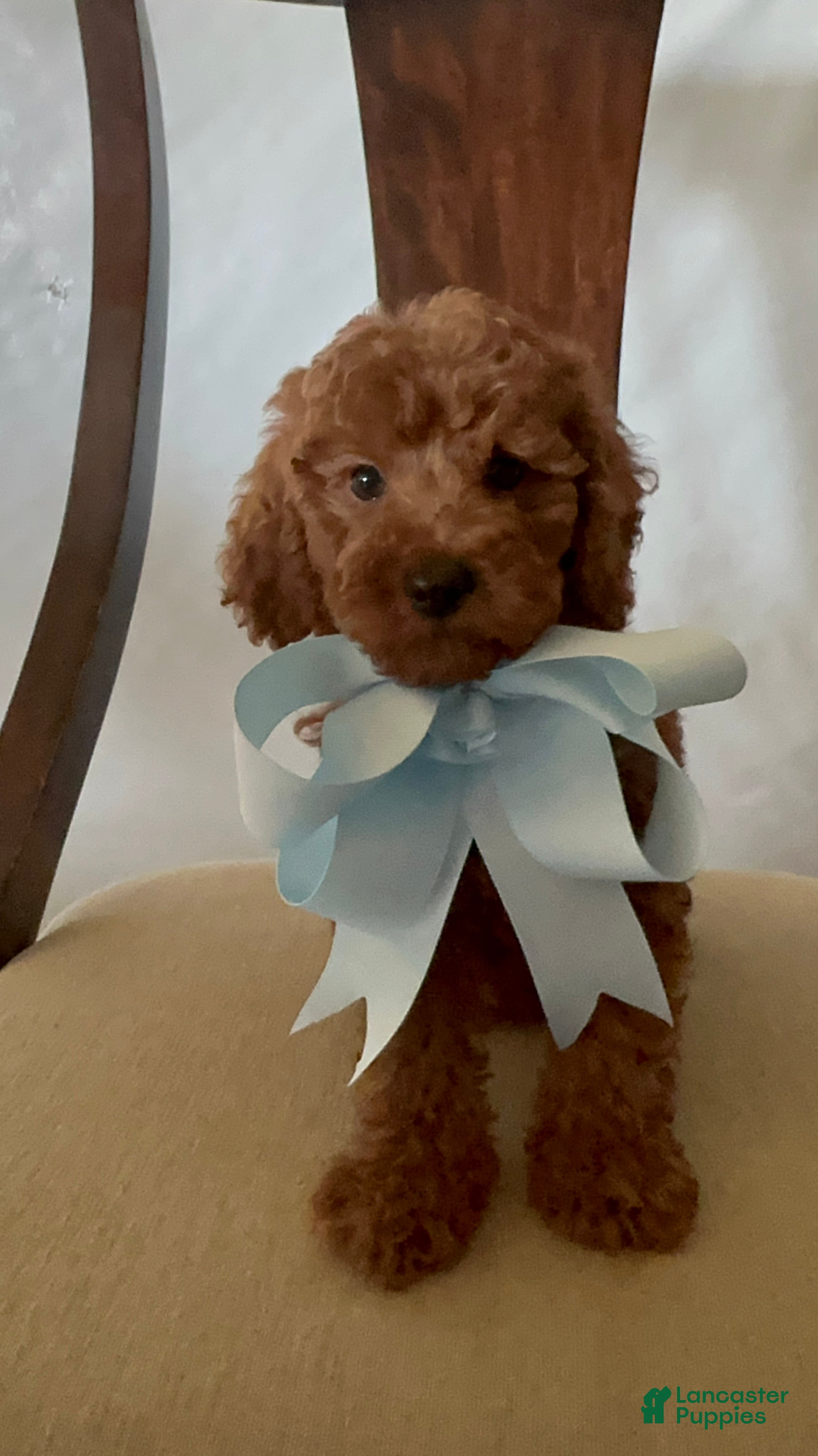 Miniature Poodle dogs Miniature Poodle 4 - Ad 6