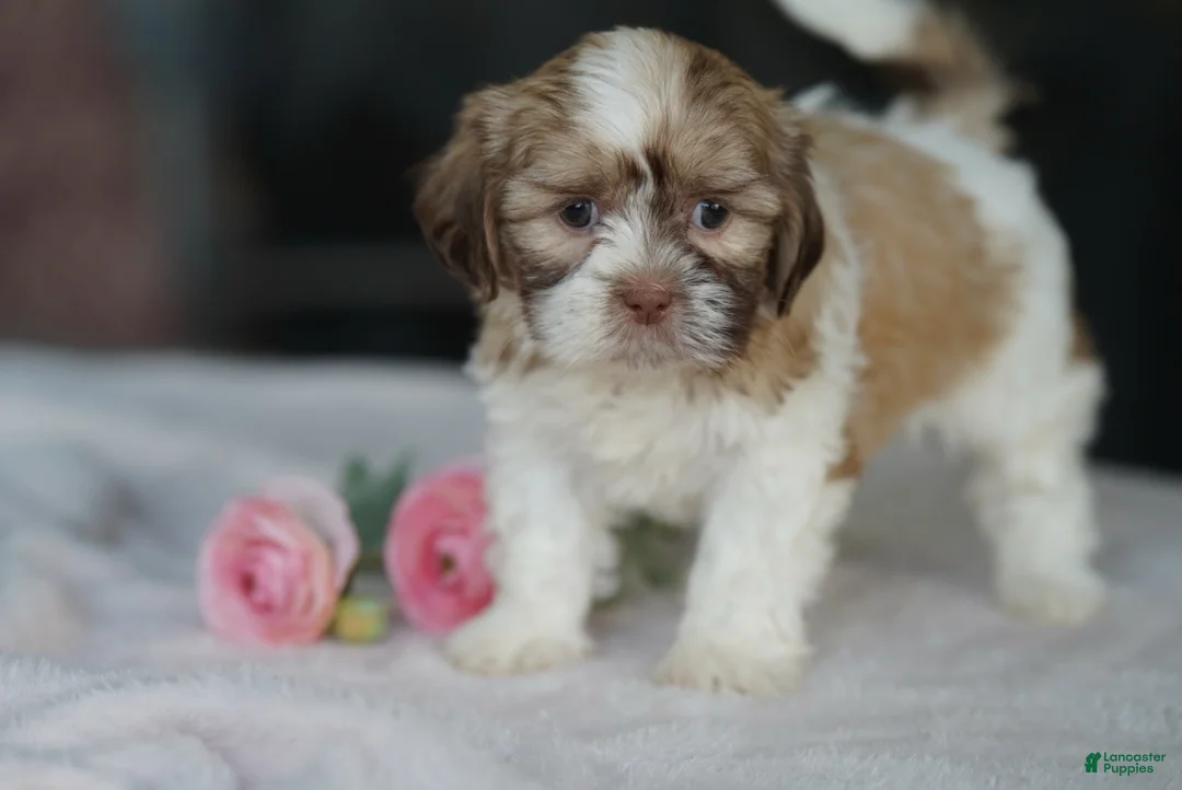 Shih Tzu dogs for sale: Female- Sage - Ad 4