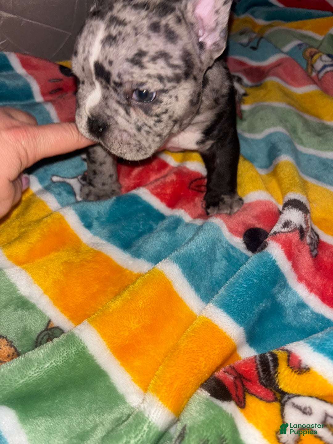 American Bully dogs for sale: American Bully Puppy 1 - Ad 2
