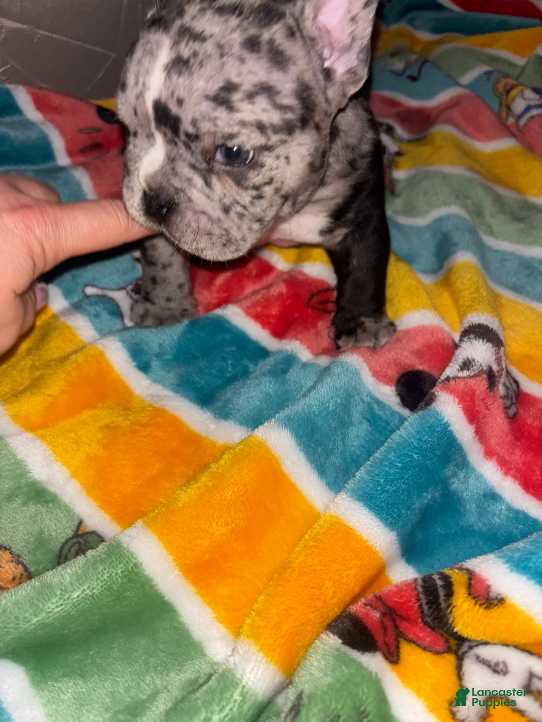 American Bully dogs for sale: American Bully Puppy 4 - Ad 20