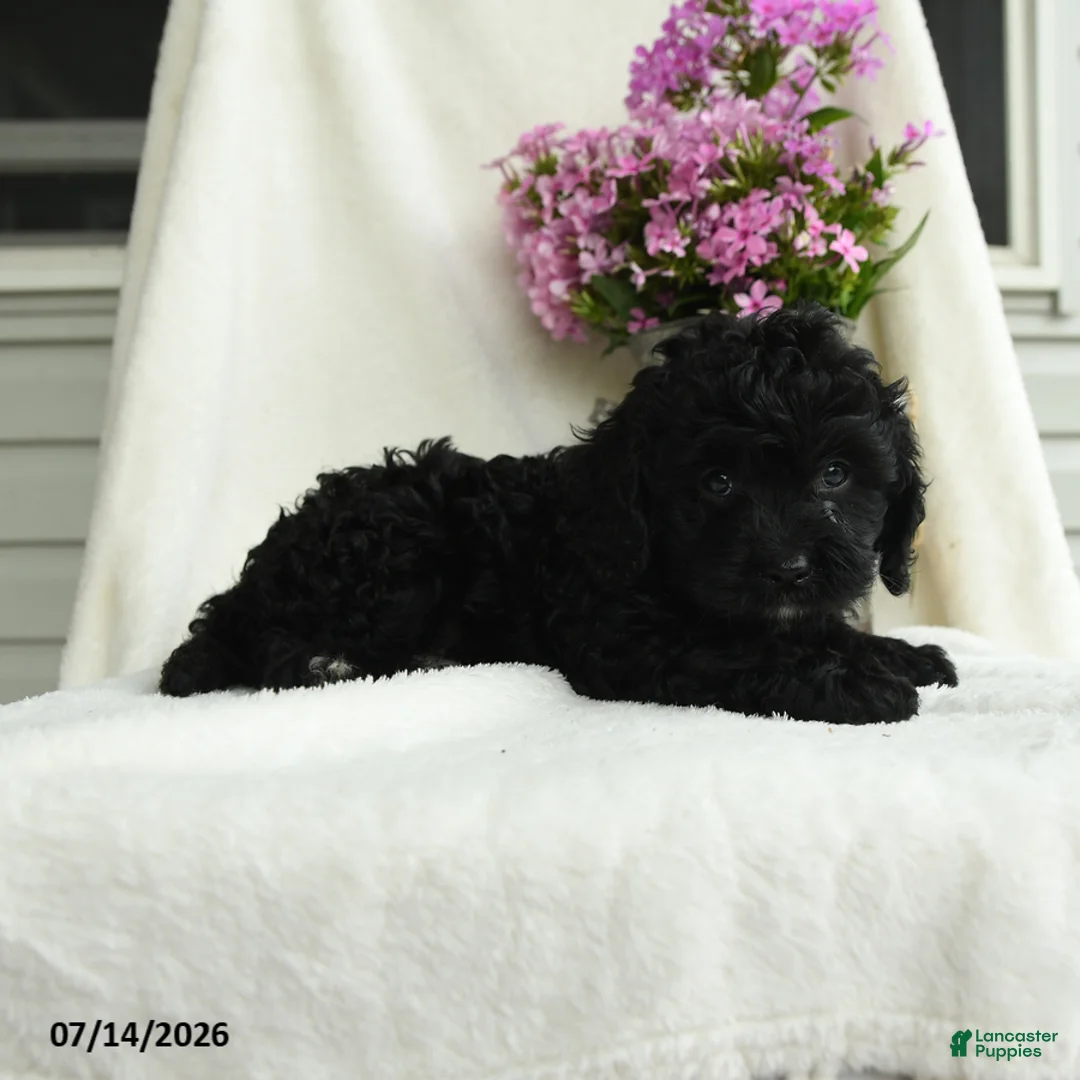 Cavapoo dogs for sale: Albert - Ad 2