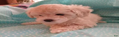 Light creme Female puppy!