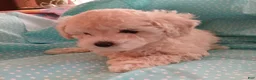 Toy Poodle dogs for sale: Light creme Female puppy! - Ad 1