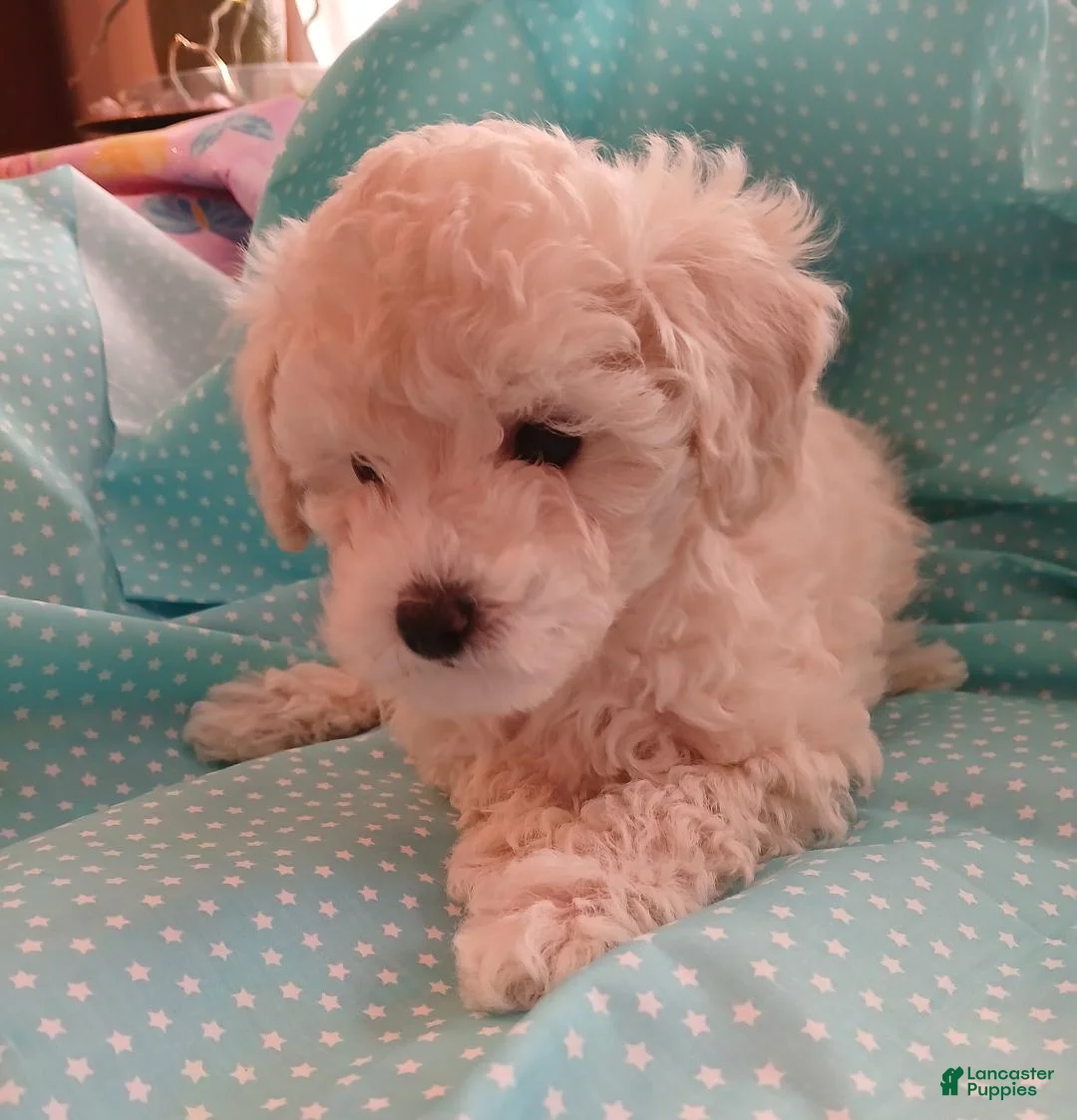 Toy Poodle dogs for sale: Light creme Female puppy! - Ad 1