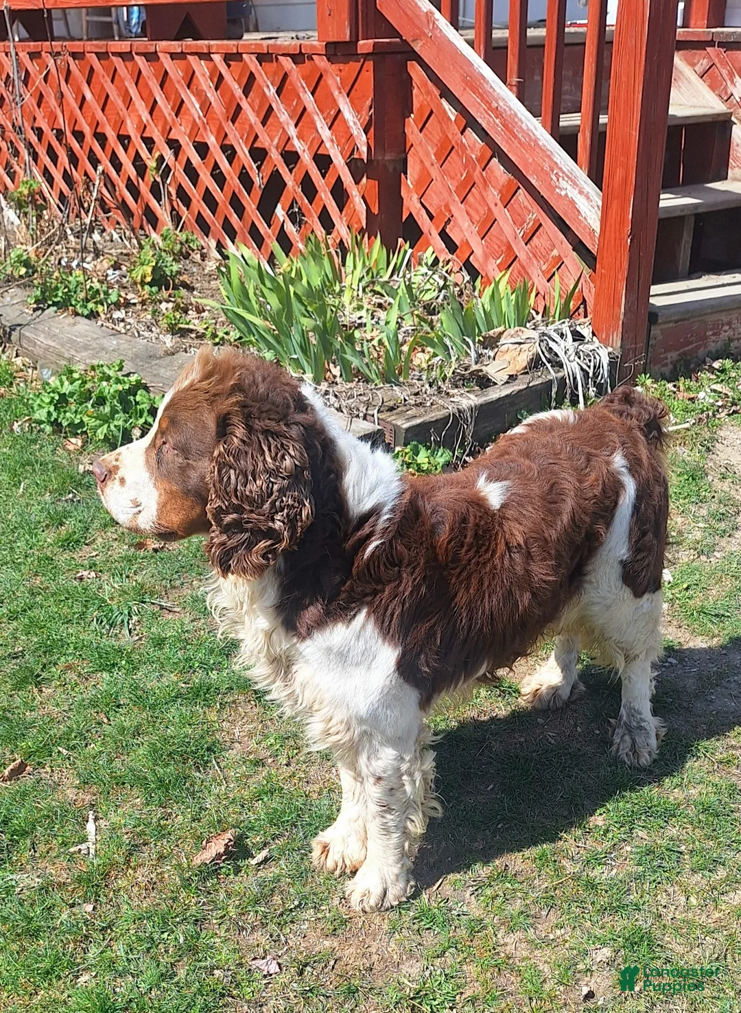 English Springer Spaniel dogs for sale: Benji - Ad 10