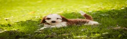 Cavapoo dogs for sale: Larry Cavapoo  - Ad 6