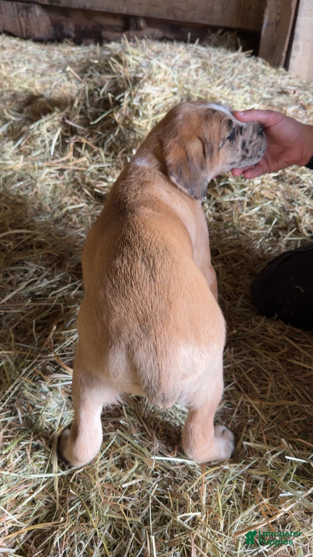 English Mastiff dogs for sale: English Mastiff Puppy 4 - Ad 6