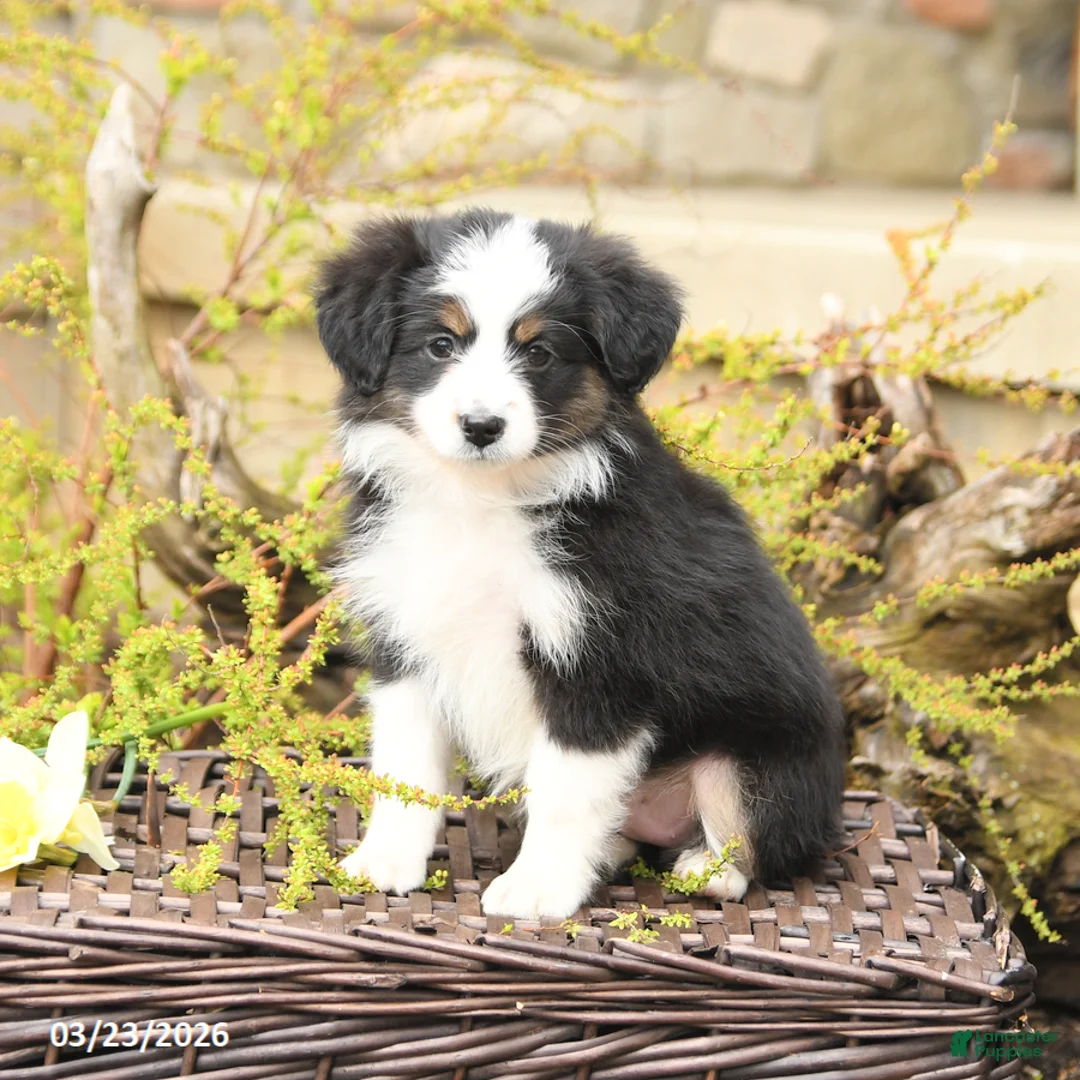Miniature Australian Shepherd dogs for sale: Song - Ad 1