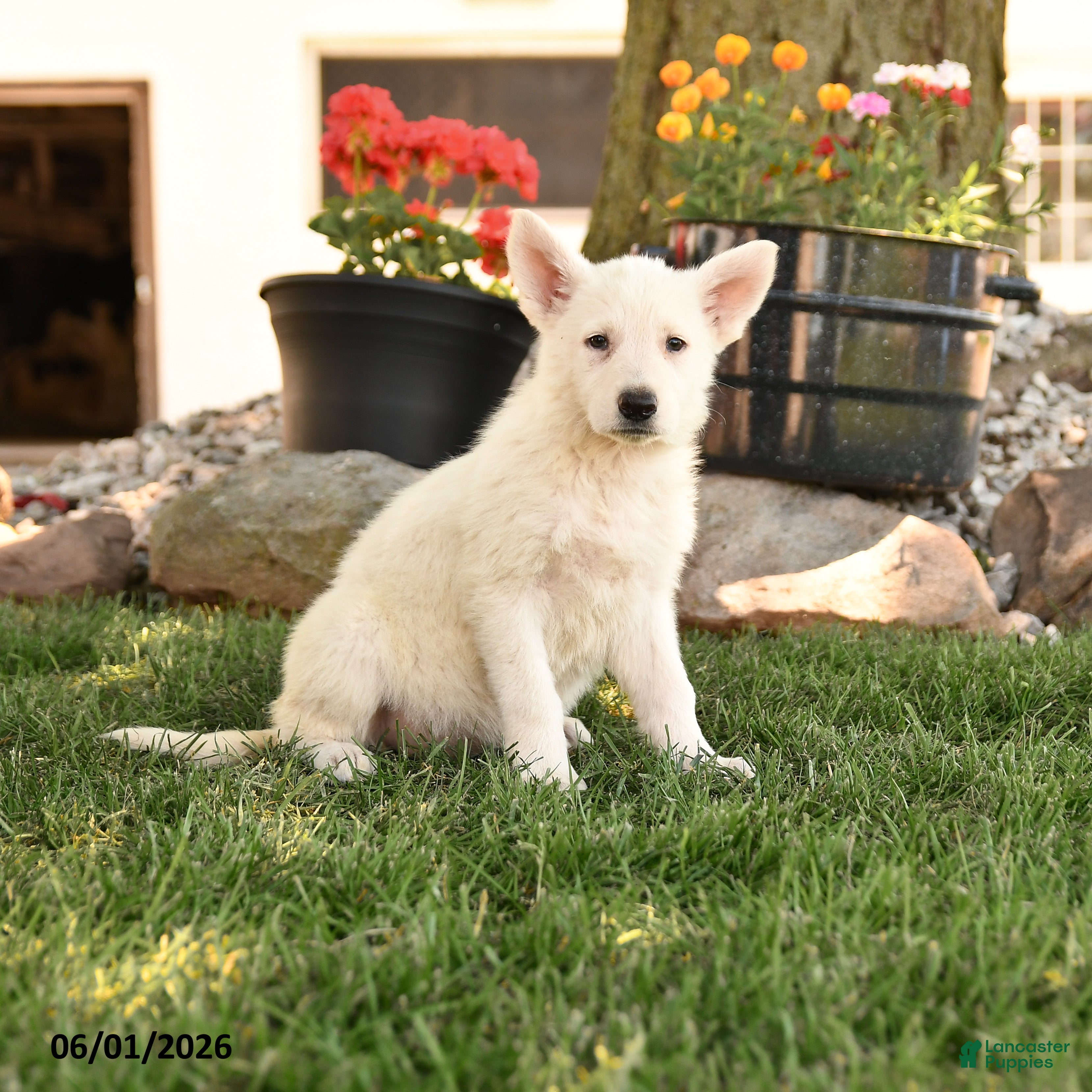 German Shepherd dogs Sandy - Ad 1
