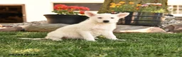 German Shepherd dogs for sale: Sandy - Ad 1