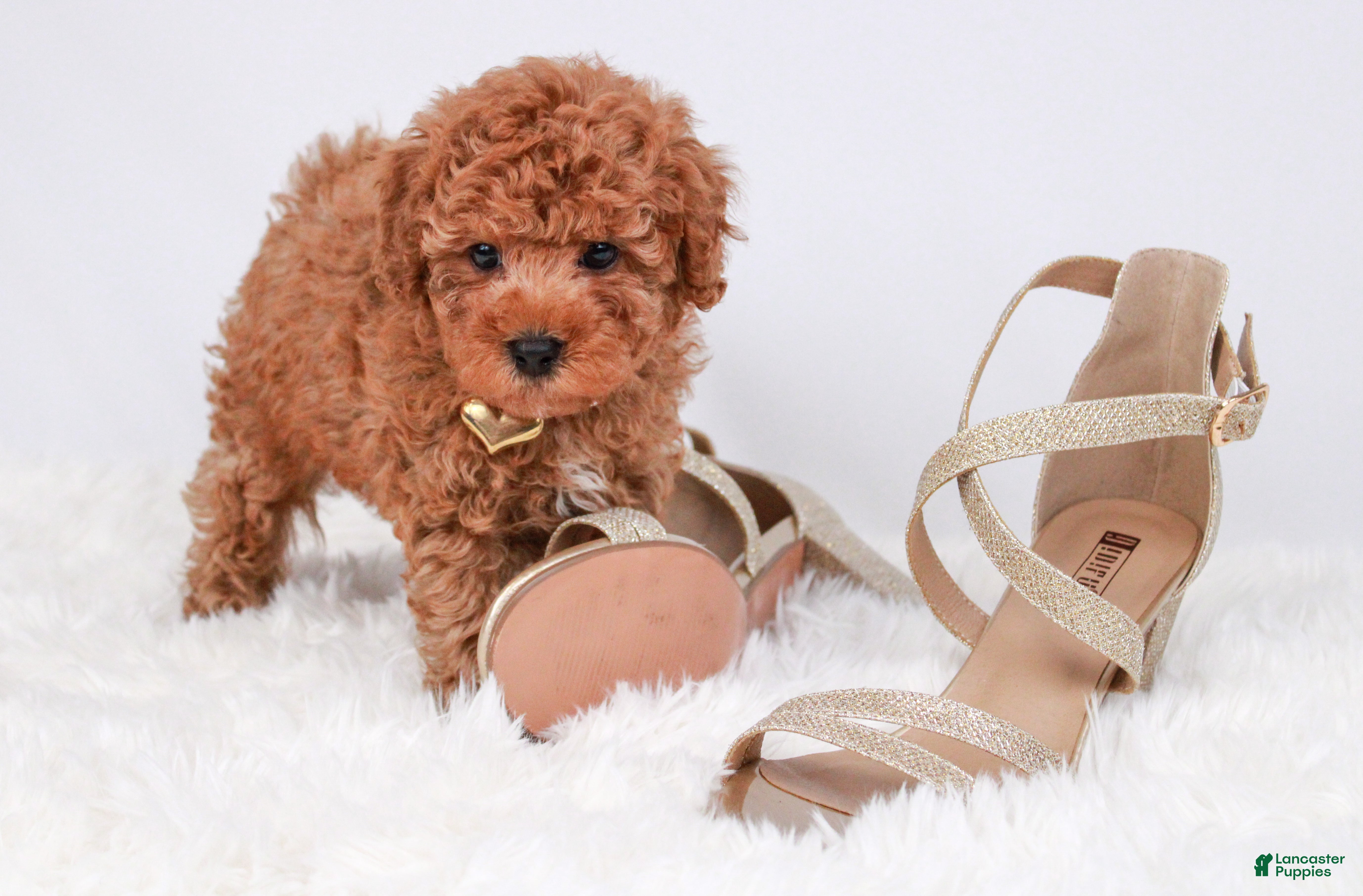 Cavapoo dogs Puddlewick - Ad 2