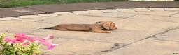 Dachshund dogs for sale: Sophie - Ad 5
